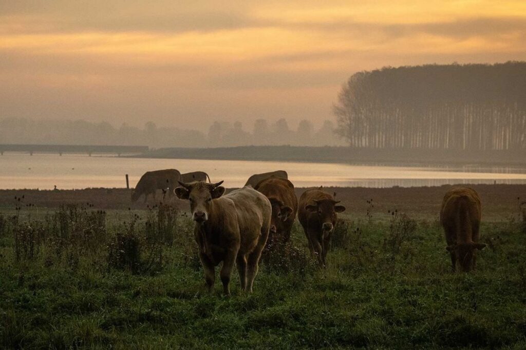 Molecaten Park Waterdunen camperplaats Zeeland